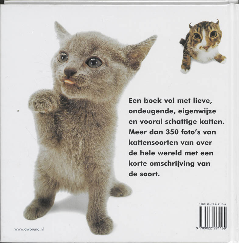 Achterkant van The cat