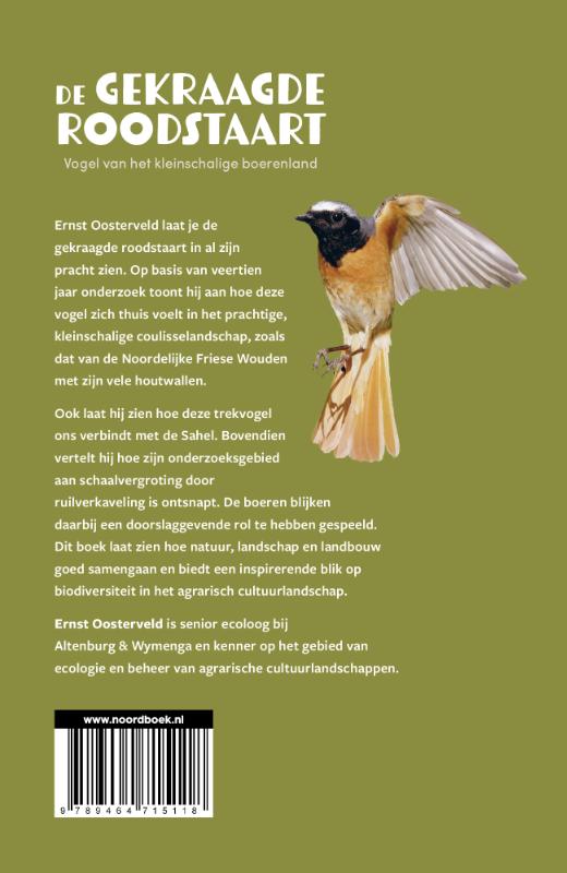 Achterkant van De gekraagde roodstaart
