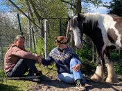 Omslag van Werkboek Systemisch werken met Paarden