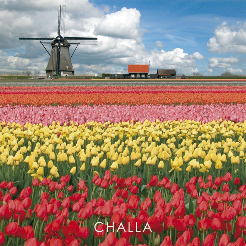 Omslag van I love tulips