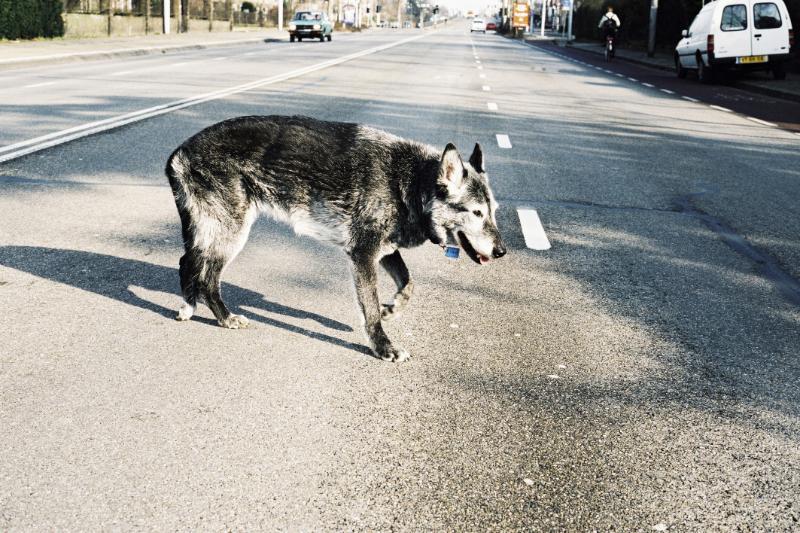 Omslag van Oude honden