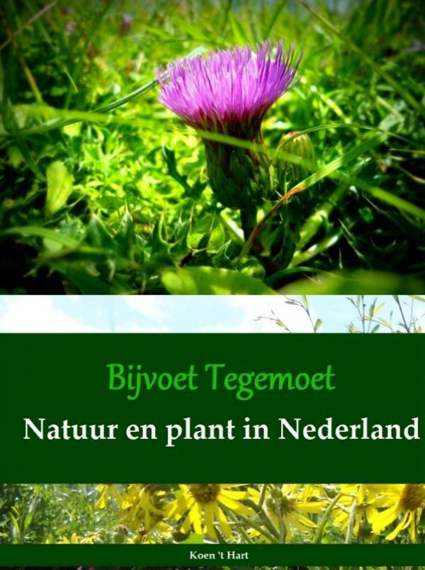 Omslag van Bijvoet Tegemoet